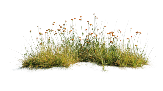 Detailed depiction of meadow grass and flowers isolated against black background