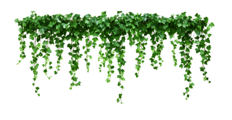 Green hanging ivy or hedera helix. Ivy curtain, green creeper vines. Green hanging ivy or hedera helix on islated transfarent background, PNG.