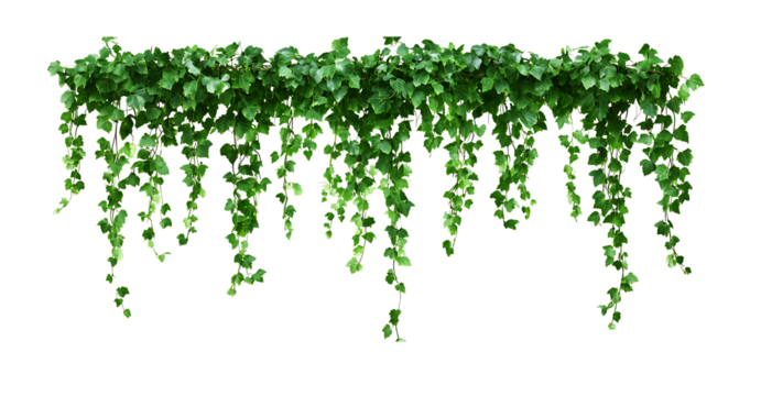 Green hanging ivy or hedera helix. Ivy curtain, green creeper vines. Green hanging ivy or hedera helix on islated transfarent background, PNG.