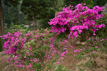 Rhododendron schlippenbachii, the royal azalea.