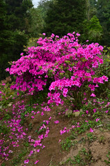 Fototapeta premium Rhododendron schlippenbachii, also known as Royal Azalea, is a deciduous shrub native to Korea, China, and Japan.