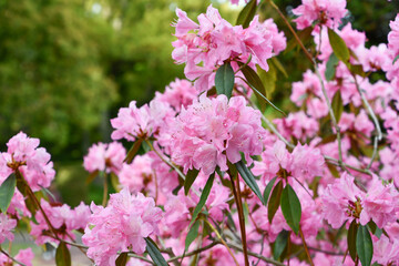 Fototapeta premium ツツジ「春一番」 