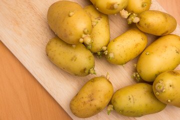 Organic sprouted potatoes ready for planting