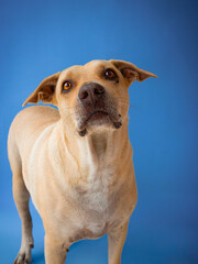 tan mixed breed labrador dog portrait on blue background