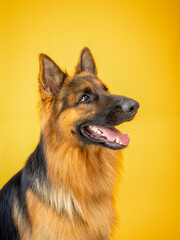 german shepherd portrait headshot on yellow background