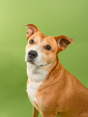 Mixed breed golden pitbull dog portrait on green background
