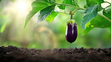 Brinjal fruit hanging from plant, with soil and leaves in soft background