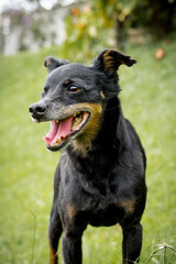 one eyed black fur dog portrait on grass background