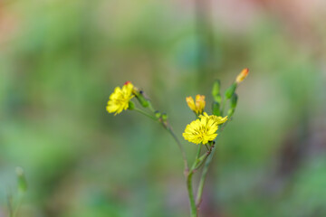 Obraz premium 春に咲くオニタビラコの黄色い花