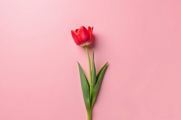 Striking High-Resolution Image Depicting a Vibrant Single Tulip Bloom Against a Muted Pink Surface, Perfect for Floral Designs and Springtime Themes