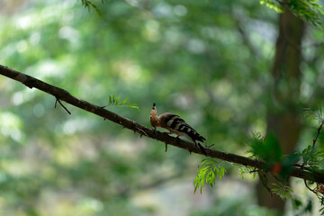 Common hoopoe on the branch