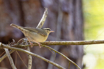 Worm-eating warbler (Helmitheros vermivorum) during spring migration in southwest Florida