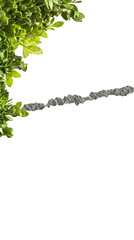 Naklejka premium Isolated Photo of Green Leaves and Branch on Transparent Background