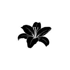 Graceful Lily Silhouette: A captivating black and white silhouette of a graceful lily, its delicate petals and intricate details beautifully depicted against a stark background.