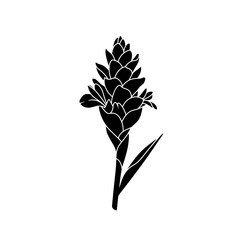 Ginger flower Silhouette: A minimalist silhouette art of a ginger flower against a stark background, evoking a sense of purity and natural beauty.