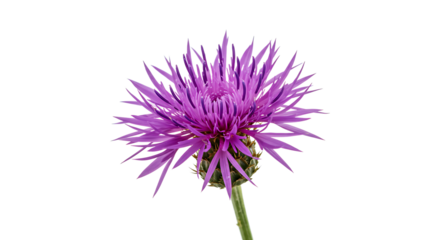 Close up of a purple flower with spiky petals isolated against a black background in sharp focus