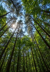 Photo from a perspective looking up into a forest of trees