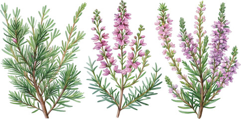 Watercolor Heather and Rosemary