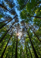 Naklejka premium Photo from a perspective looking up into a forest of trees