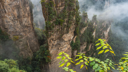 Incredible high mountain pillars in clouds and fog. Green vegetation on steep slopes. Branches, leaves in the foreground. China. Zhangjiajie National Forest Park. Avatar