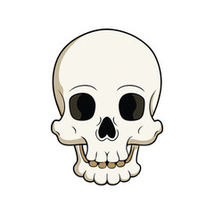 Human Skull Vector Illustration. Anatomical design, stylized bone structure, and detailed human skull vector art.