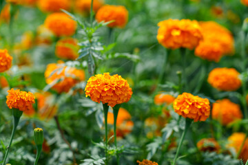 Close-up of blooming orange marigolds showcasing their vivid color and texture for floral or decor concepts.