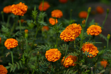 Bright orange marigolds captured in natural light—ideal for garden, botanical, and seasonal designs.