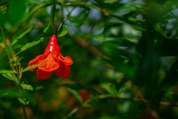 Macro shot of a blooming pomegranate flower, perfect for botanical, garden, or nature-themed visuals.