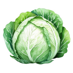 Obraz premium Fresh whole green cabbage vegetable digital illustration with detailed leaves and natural texture, isolated on a transparent background, PNG, cutout