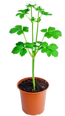 Realistic Isolated Plant in Brown Pot Against Transparent Background