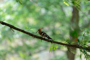 Common hoopoe on the branch © Bhutan Japan Nature