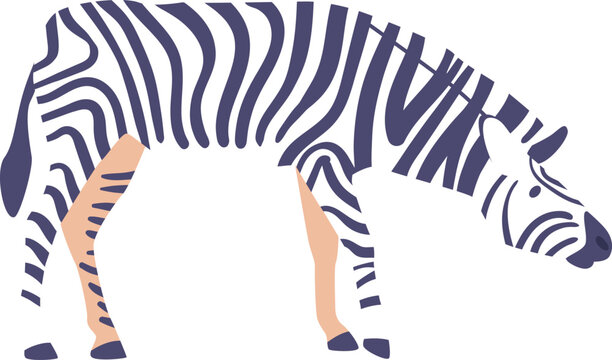 Zibra African safari animal vector illustration