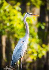 great blue heron