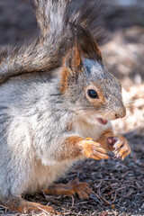 Squirrel in autumn or spring with nut on the green grass with fallen yellow leaves