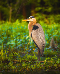 great blue heron