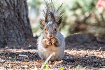 Squirrel in autumn or spring with nut on the green grass with fallen yellow leaves