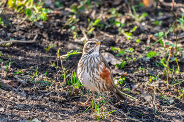 Wood bird Redwing, Turdus iliacus, on a sprng lawn.
