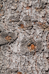 Bark texture and background of a old fir tree trunk. Detailed bark texture. Natural background
