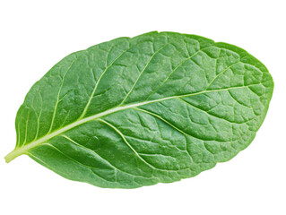 Obraz premium Realistic Isolated Green Leaf With Detailed Veins and Transparent Background