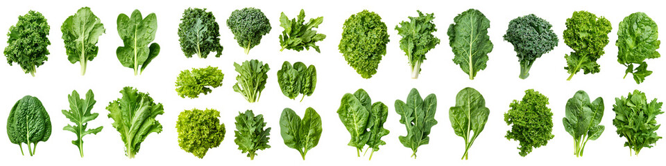 A variety of fresh, leafy green vegetables for a healthy salad. long_title:A diverse assortment of nutrient-rich, leafy green vegetables including