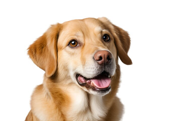 funny dog isolated on transparent background, cutout style