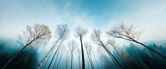 Trees reaching up, mist-filled forest with a cloudy sky. Autumnal scene