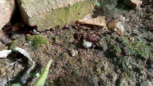 Dung bettle or dung beetle, collecting the feces of other animals in the vicinity
