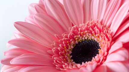 A delicate close-up of a soft pink gerbera daisy with a dark center, showcasing its elegant petals.