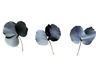 Three Clover Leaves Illustration On A Transparent Isolated Background