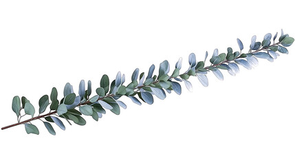 Watercolor Eucalyptus Branch Illustration Isolated on Transparent Background