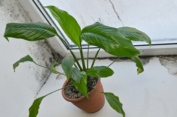 Fungal mold forms on a wet window due to high humidity. indoor plants on the windowsill. black mold...