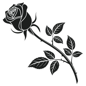 black rose vector illustration