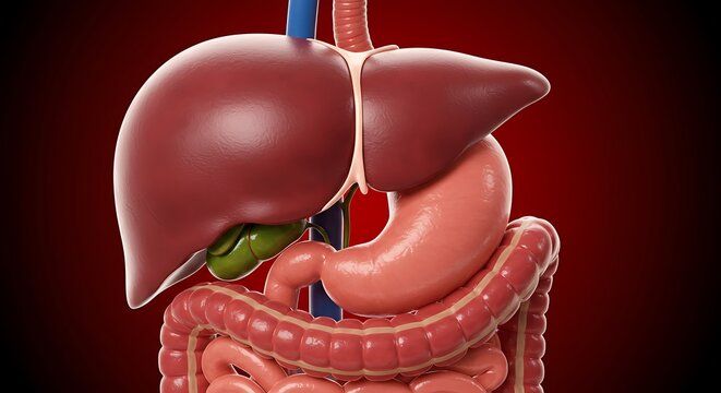 Human Digestive System Anatomy Overview for Education