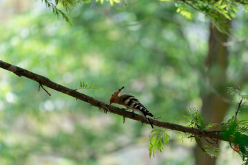 Common hoopoe on the branch